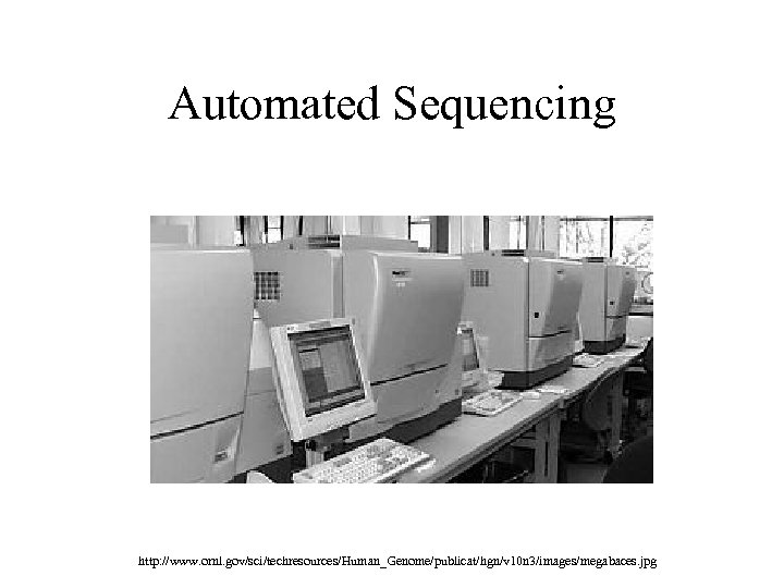 Automated Sequencing http: //www. ornl. gov/sci/techresources/Human_Genome/publicat/hgn/v 10 n 3/images/megabaces. jpg 
