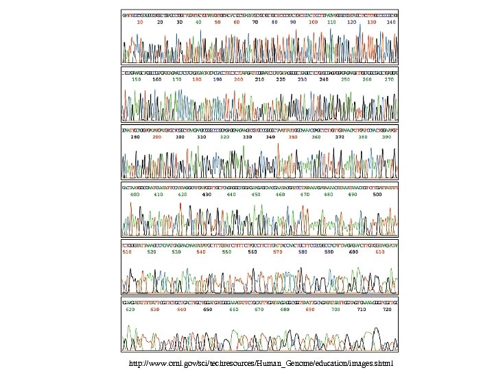 http: //www. ornl. gov/sci/techresources/Human_Genome/education/images. shtml 