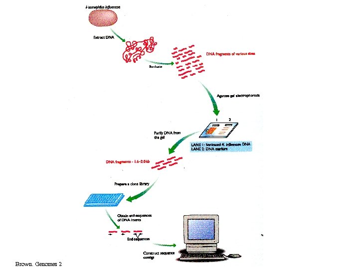 Brown. Genomes 2 