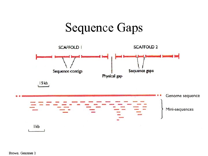 Sequence Gaps Brown. Genomes 2 