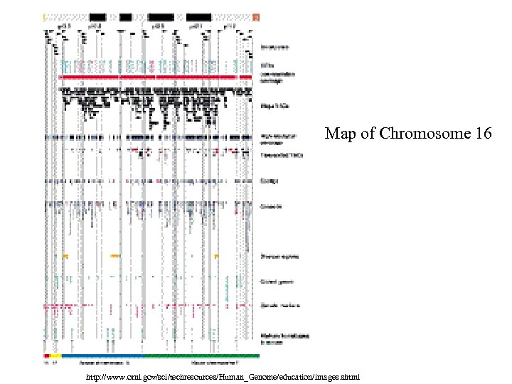 Map of Chromosome 16 http: //www. ornl. gov/sci/techresources/Human_Genome/education/images. shtml 