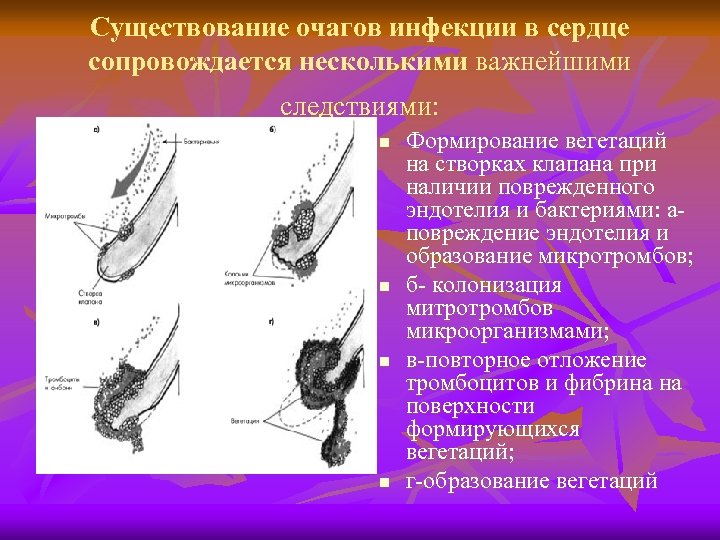 Существование очагов инфекции в сердце сопровождается несколькими важнейшими следствиями: n n Формирование вегетаций на