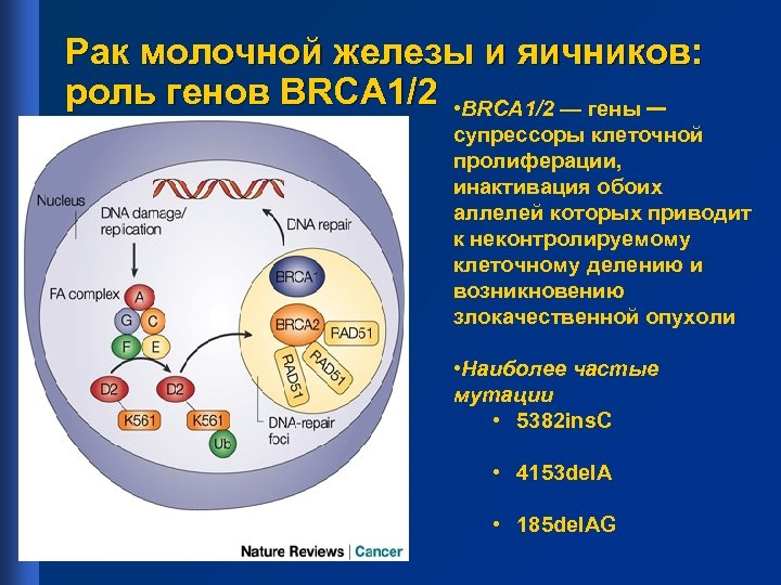 Онкология 1. Мутация Гена brca1. Мутация генов brca1 и brca2. Опухоль молочной железы патогенез. Ген онкологии молочной железы.