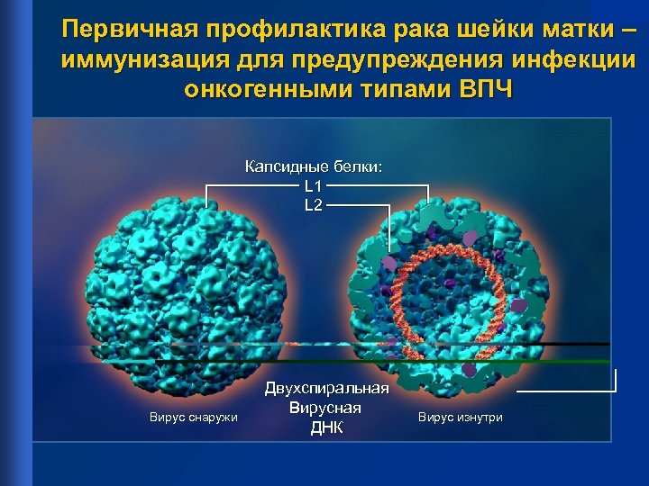Первичная профилактика рака шейки матки – иммунизация для предупреждения инфекции онкогенными типами ВПЧ Капсидные