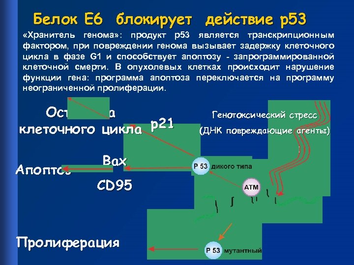 Белок Е 6 блокирует действие р53 «Хранитель генома» : продукт р53 является транскрипционным фактором,