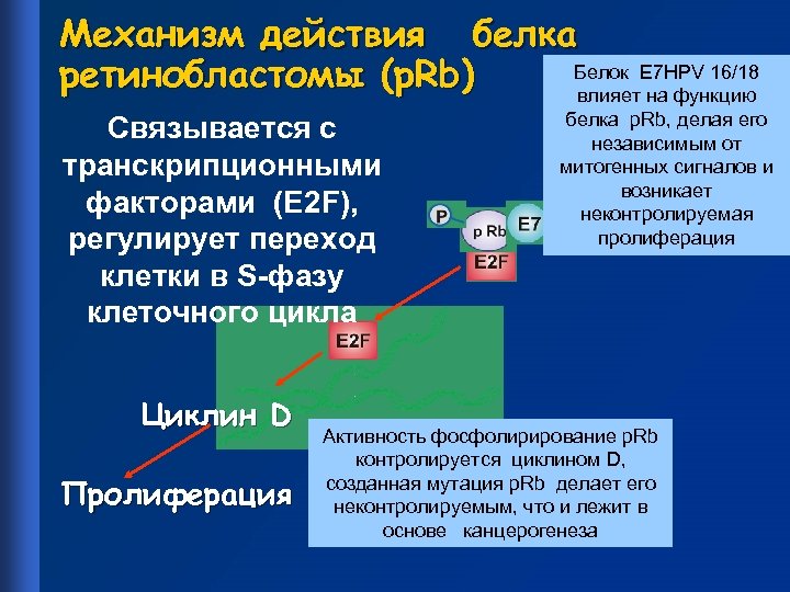 Механизм действия белка Белок Е 7 HPV 16/18 ретинобластомы (p. Rb) влияет на функцию