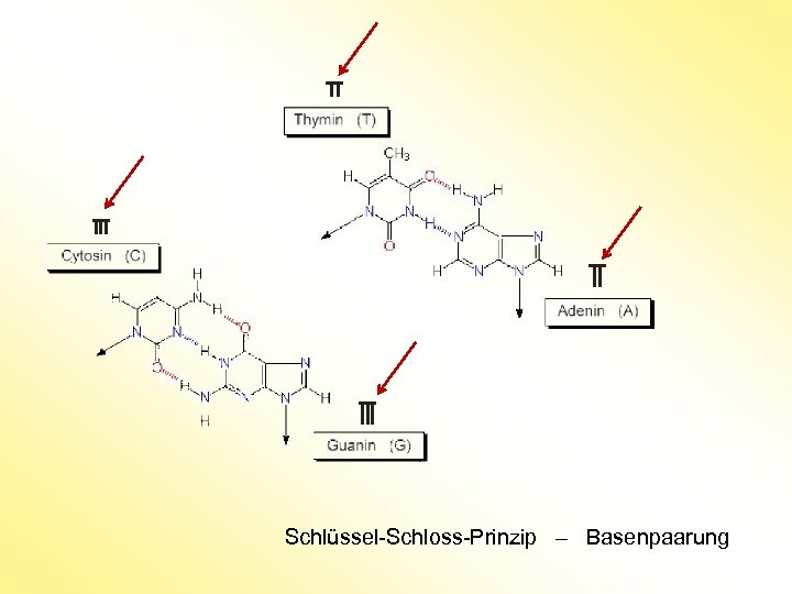 Schlüssel-Schloss-Prinzip – Basenpaarung 