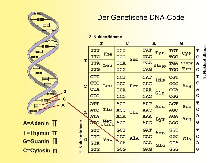 Der Genetische DNA-Code G C A 