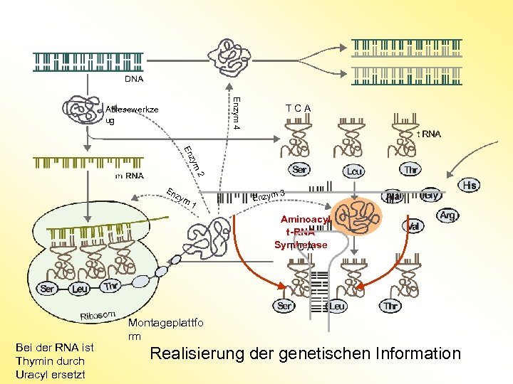 Enzym 4 Ablesewerkze ug T C A 2 zym En En zy 3 m