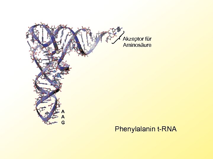 Akzeptor für Aminosäure A A G Phenylalanin t-RNA 