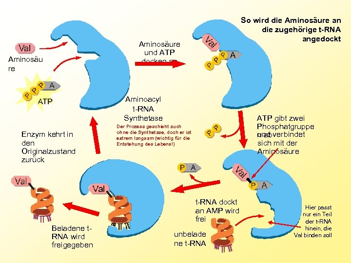 So wird die Aminosäure an die zugehörige t-RNA angedockt Aminosäure und ATP docken an