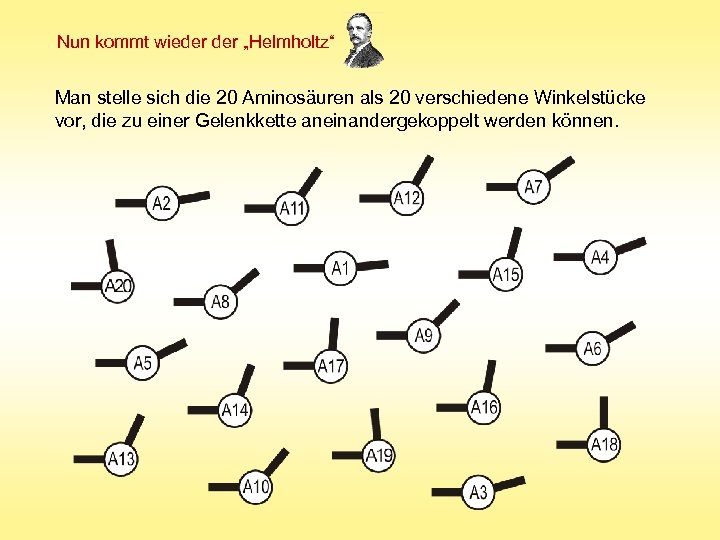 Nun kommt wieder „Helmholtz“ Man stelle sich die 20 Aminosäuren als 20 verschiedene Winkelstücke