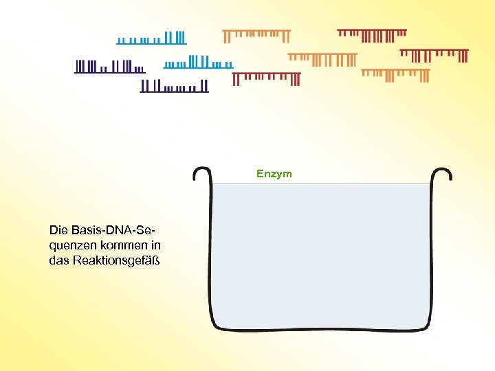 Enzym Die Basis-DNA-Sequenzen kommen in das Reaktionsgefäß 