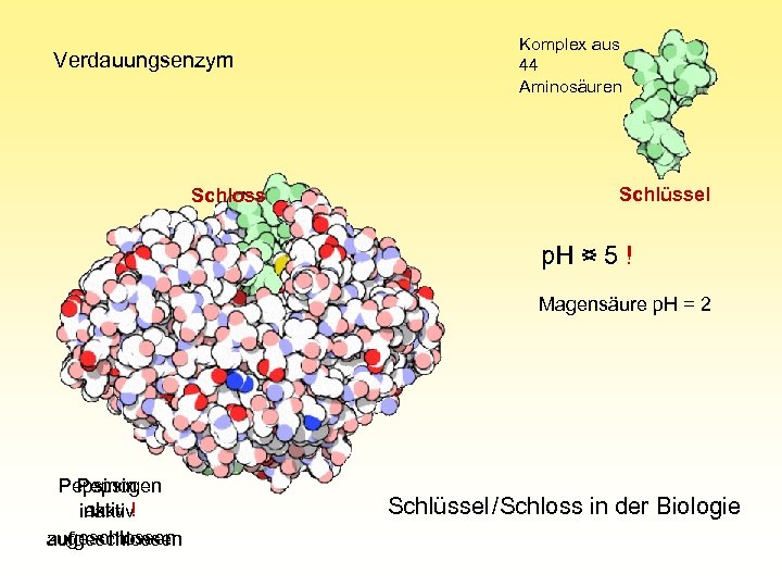 Komplex aus 44 Aminosäuren Verdauungsenzym Schlüssel Schloss p. H > 5 p. H <