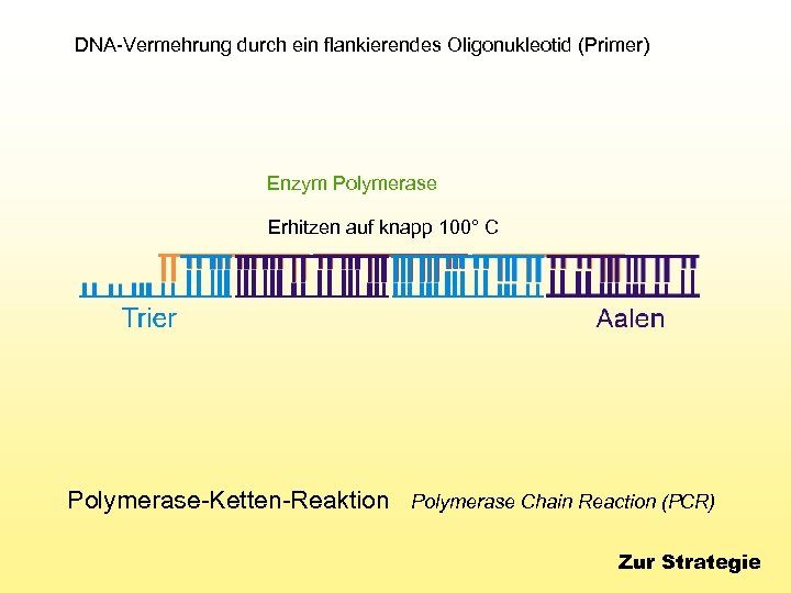DNA-Vermehrung durch ein flankierendes Oligonukleotid (Primer) Enzym Polymerase Erhitzen auf knapp 100° C Polymerase-Ketten-Reaktion