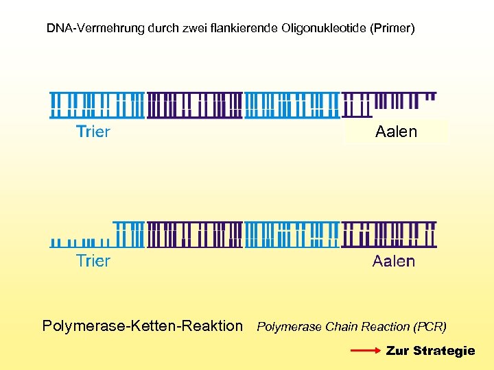 DNA-Vermehrung durch zwei flankierende Oligonukleotide (Primer) Aalen Polymerase-Ketten-Reaktion Polymerase Chain Reaction (PCR) Zur Strategie