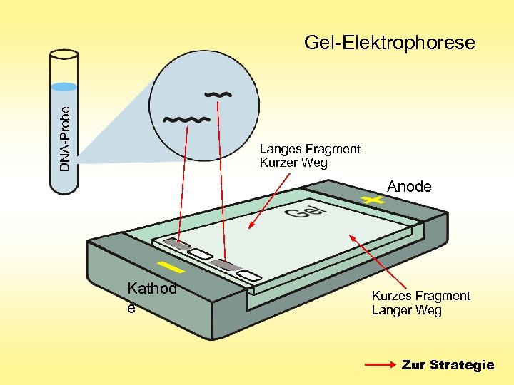 DNA-Probe Gel-Elektrophorese Langes Fragment Kurzer Weg Anode Kathod e Kurzes Fragment Langer Weg Zur