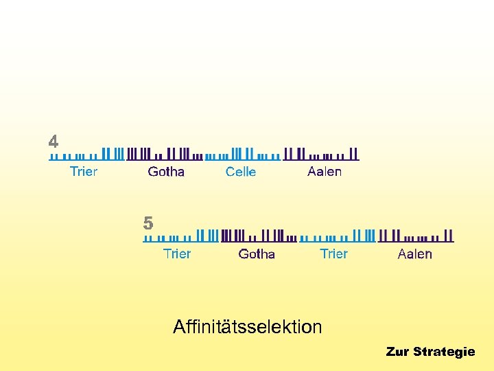 Affinitätsselektion Zur Strategie 