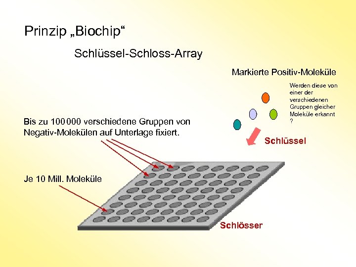 Prinzip „Biochip“ Schlüssel-Schloss-Array Markierte Positiv-Moleküle Werden diese von einer der verschiedenen Gruppen gleicher Moleküle