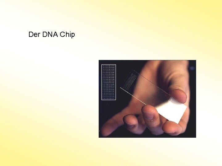  Der DNA Chip 