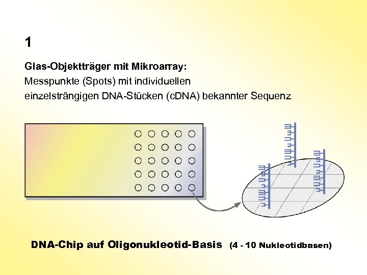 1 Glas-Objektträger mit Mikroarray: Messpunkte (Spots) mit individuellen einzelsträngigen DNA-Stücken (c. DNA) bekannter Sequenz