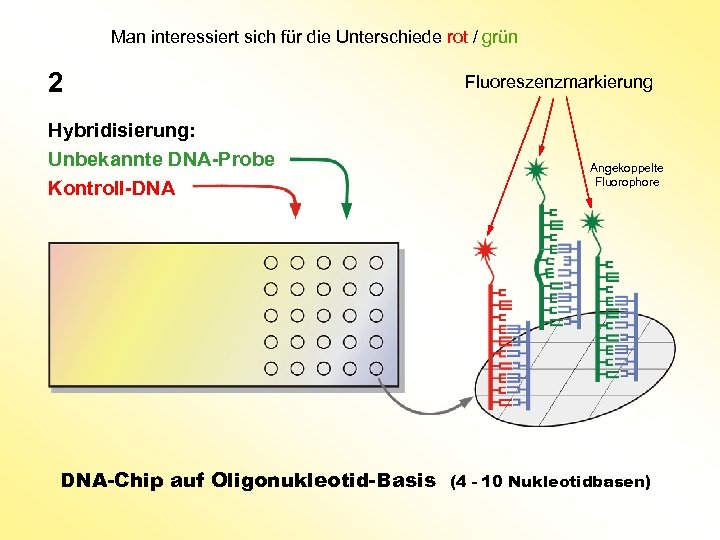 Man interessiert sich für die Unterschiede rot / grün 2 Hybridisierung: Unbekannte DNA-Probe Kontroll-DNA
