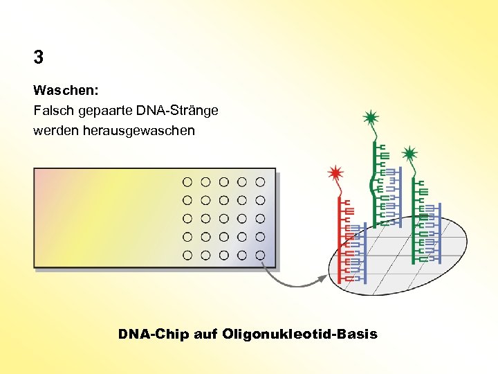 3 Waschen: Falsch gepaarte DNA-Stränge werden herausgewaschen DNA-Chip auf Oligonukleotid-Basis 