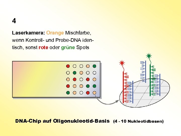 4 Laserkamera: Orange Mischfarbe, wenn Kontroll- und Probe-DNA identisch, sonst rote oder grüne Spots
