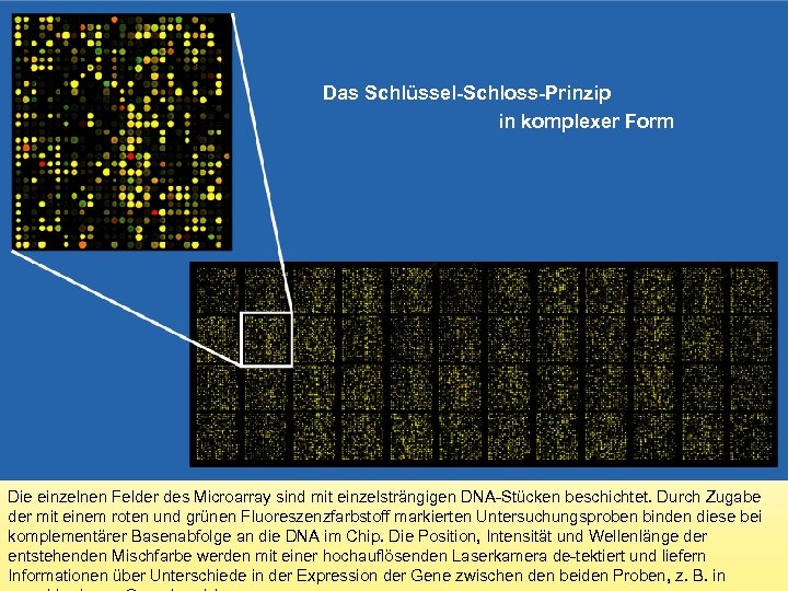 Das Schlüssel-Schloss-Prinzip in komplexer Form Die einzelnen Felder des Microarray sind mit einzelsträngigen DNA-Stücken
