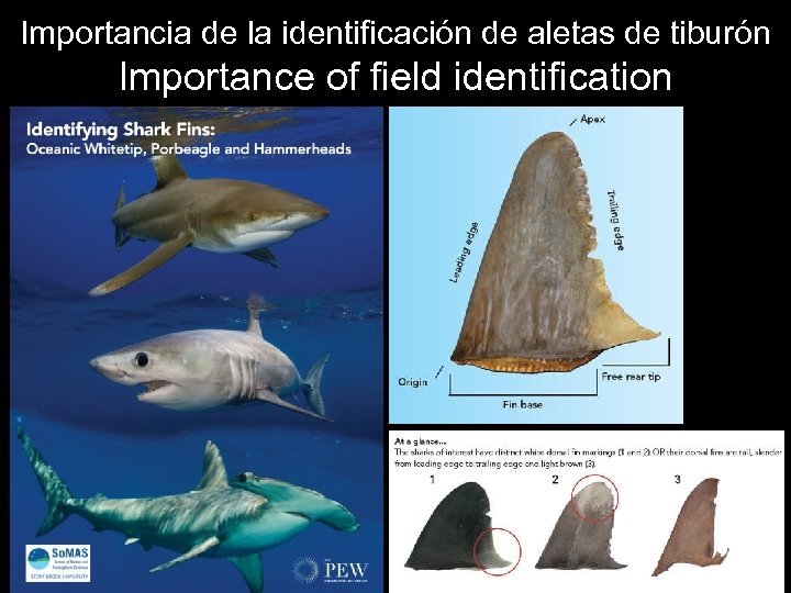 Importancia de la identificación de aletas de tiburón Importance of field identification 