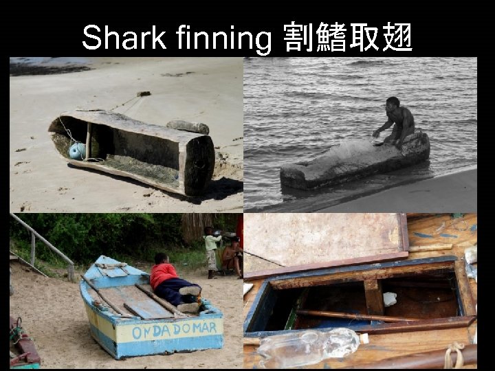 Shark finning 割鰭取翅 