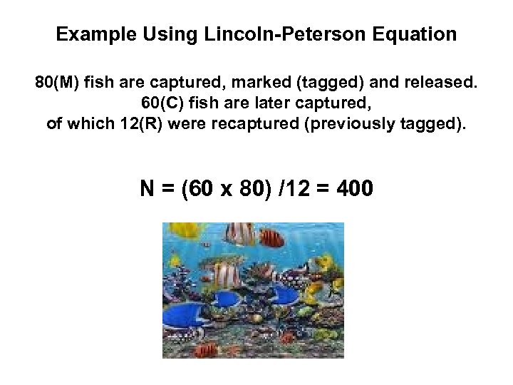 Example Using Lincoln-Peterson Equation 80(M) fish are captured, marked (tagged) and released. 60(C) fish