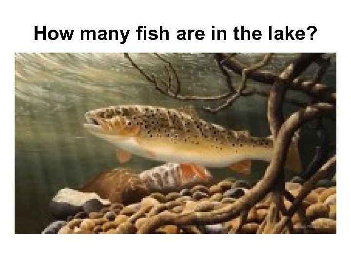 How many fish are in the lake? 