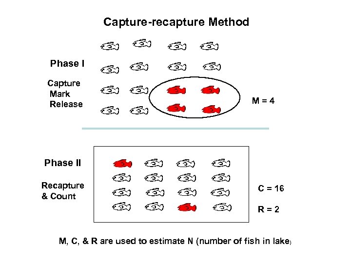  Capture-recapture Method Phase I Capture Mark Release M = 4 Phase II Recapture