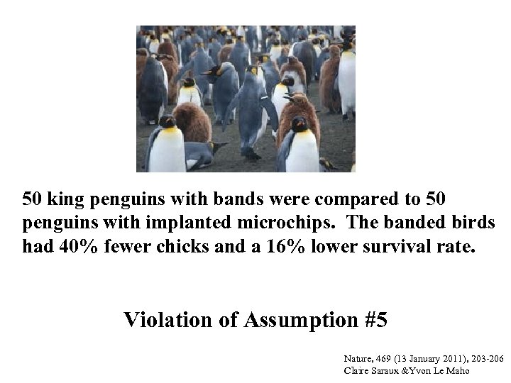 50 king penguins with bands were compared to 50 penguins with implanted microchips. The