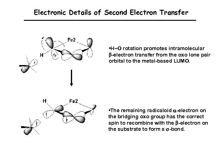 Electronic Details of Second Electron Transfer • H–O rotation promotes intramolecular b-electron transfer from