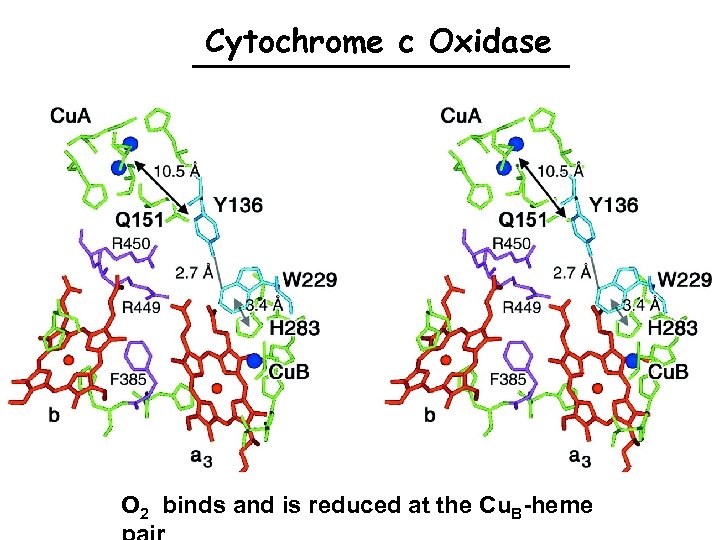 Cytochrome c Oxidase O 2 binds and is reduced at the Cu. B-heme 