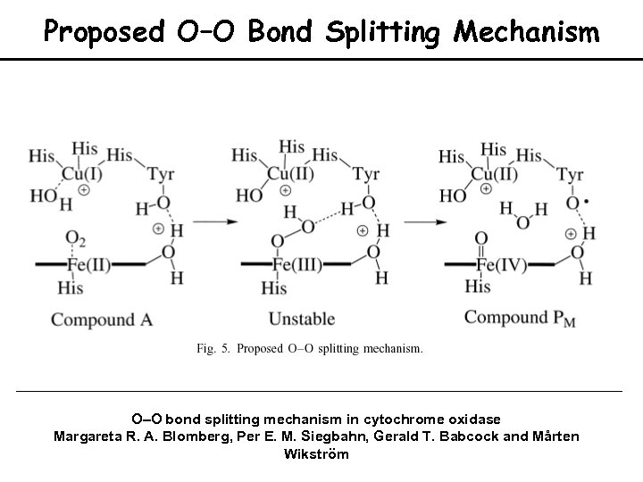 Proposed O–O Bond Splitting Mechanism O–O bond splitting mechanism in cytochrome oxidase Margareta R.