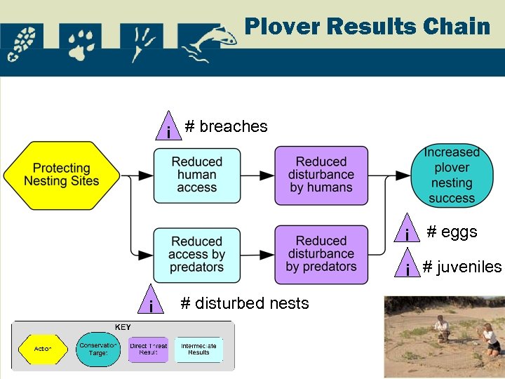 Plover Results Chain i # breaches i # eggs i # juveniles i #