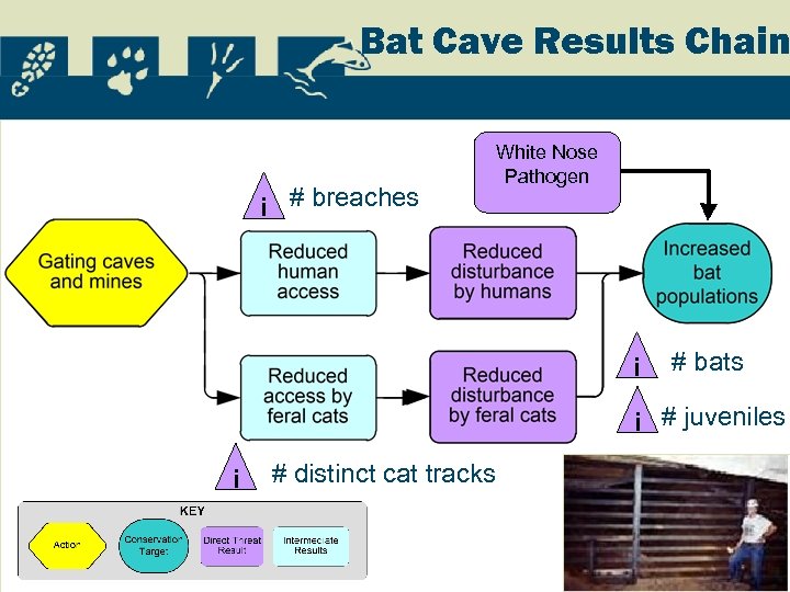 Bat Cave Results Chain i # breaches White Nose Pathogen i # bats i
