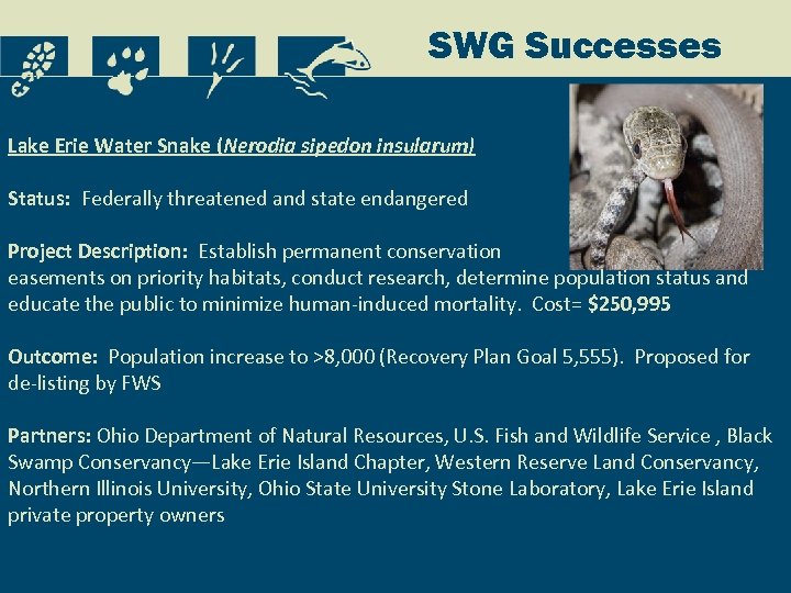 Conserving at-risk fish and wildlife in Ohio SWG Successes Lake Erie Water Snake (Nerodia