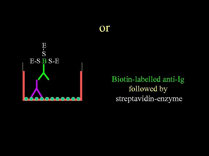 or E S E-S B S-E Biotin-labelled anti-Ig followed by streptavidin-enzyme 