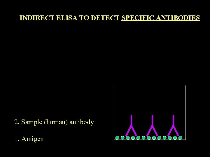 INDIRECT ELISA TO DETECT SPECIFIC ANTIBODIES 2. Sample (human) antibody 1. Antigen 