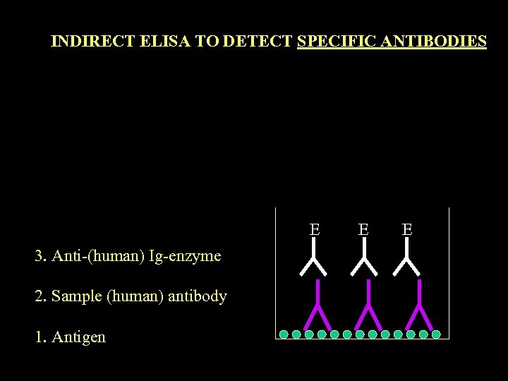 INDIRECT ELISA TO DETECT SPECIFIC ANTIBODIES E 3. Anti-(human) Ig-enzyme 2. Sample (human) antibody