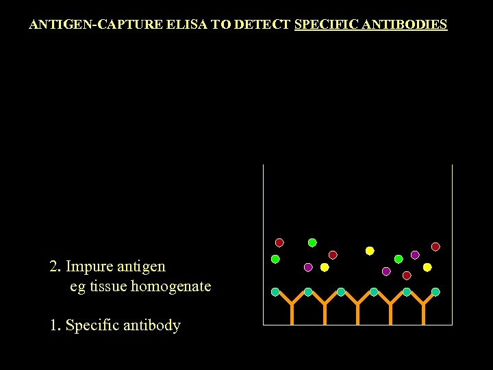 ANTIGEN-CAPTURE ELISA TO DETECT SPECIFIC ANTIBODIES 2. Impure antigen eg tissue homogenate 1. Specific