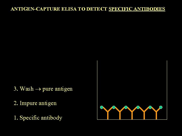 ANTIGEN-CAPTURE ELISA TO DETECT SPECIFIC ANTIBODIES 3. Wash pure antigen 2. Impure antigen 1.