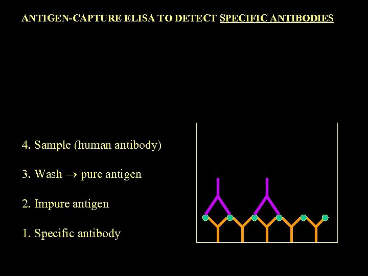 ANTIGEN-CAPTURE ELISA TO DETECT SPECIFIC ANTIBODIES 4. Sample (human antibody) 3. Wash pure antigen