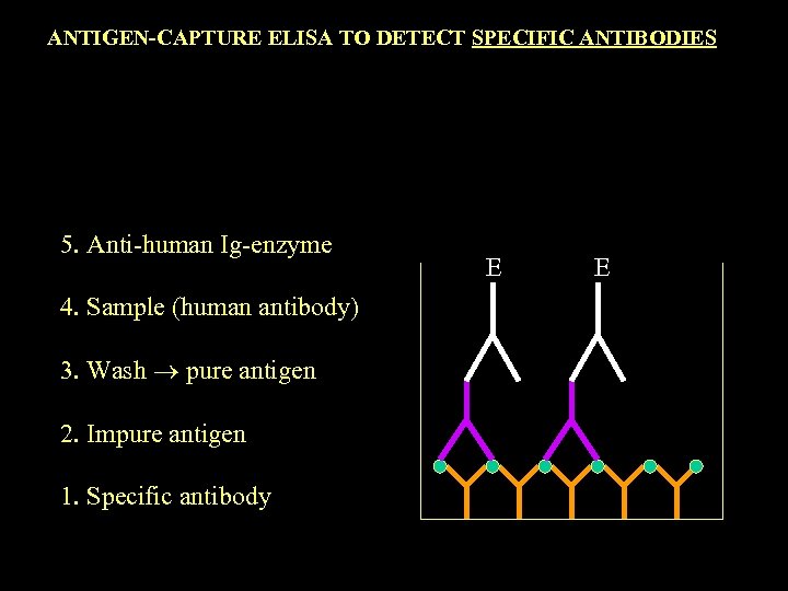 ANTIGEN-CAPTURE ELISA TO DETECT SPECIFIC ANTIBODIES 5. Anti-human Ig-enzyme 4. Sample (human antibody) 3.