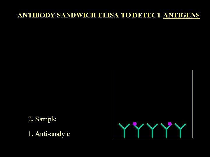 ANTIBODY SANDWICH ELISA TO DETECT ANTIGENS 2. Sample 1. Anti-analyte 