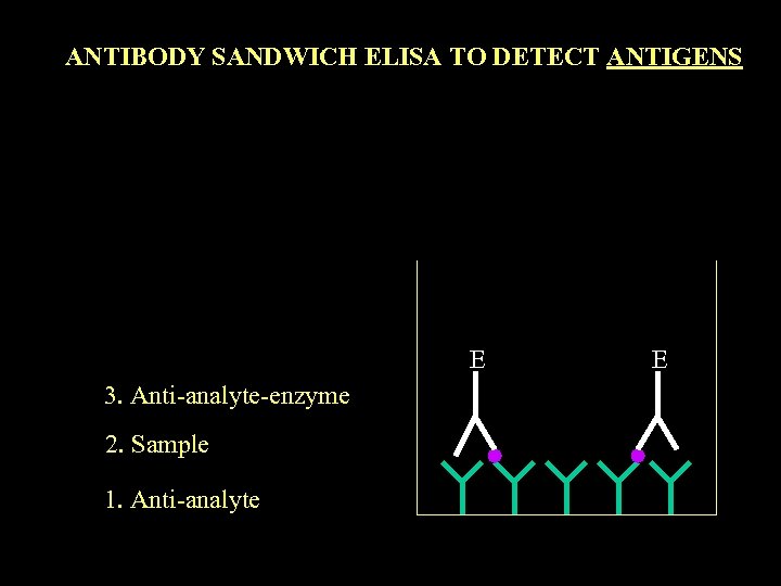 ANTIBODY SANDWICH ELISA TO DETECT ANTIGENS E 3. Anti-analyte-enzyme 2. Sample 1. Anti-analyte E